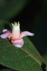 Symplocos serrulata