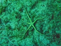 Ophioderma teres
