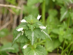 Lamium bifidum