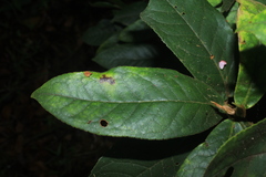 Symplocos serrulata