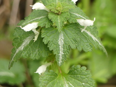 Lamium bifidum