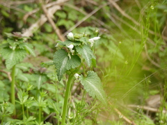 Lamium bifidum