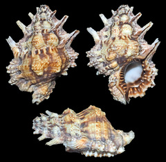 Bursa lamarckii