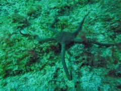 Ophioderma teres