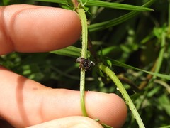 Tessarecphora arachnoides