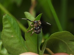 Tessarecphora arachnoides
