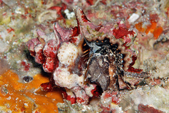 Bursa lamarckii