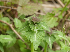 Lamium bifidum