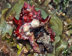 Bursa lamarckii