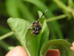 Tessarecphora arachnoides