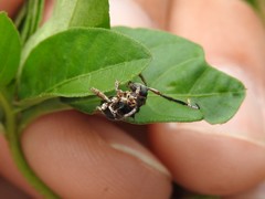 Tessarecphora arachnoides