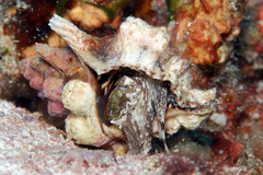 Bursa lamarckii
