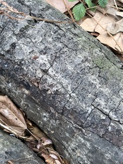 Biscogniauxia atropunctata