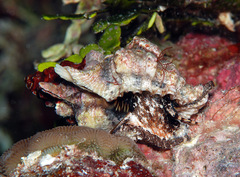 Bursa lamarckii