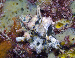 Bursa lamarckii