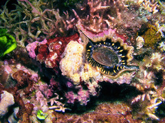 Bursa lamarckii