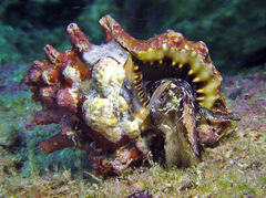 Bursa lamarckii
