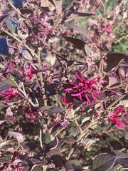 Loropetalum