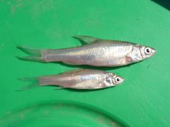 Enteromius paludinosus