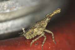 Amyclinae