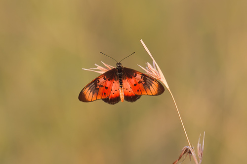 Natal Acraea photo 3