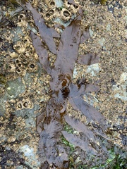 Desmarestia herbacea