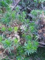 Olearia glutinosa