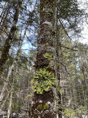 Pseudocyphellaria holarctica