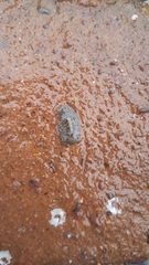 Leptoplanoidea