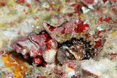 Bursa lamarckii