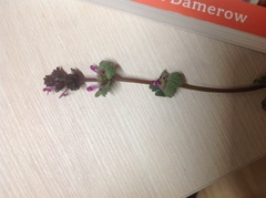 Lamium amplexicaule