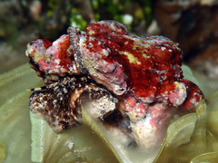 Bursa lamarckii