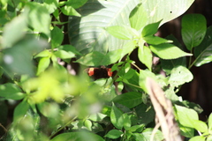 Heliconius erato adana