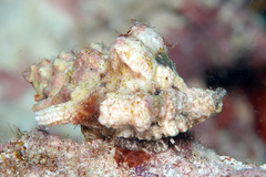 Bursa lamarckii