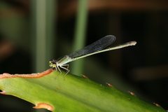 Ischnura fluviatilis