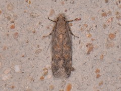 Filatima