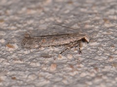 Filatima