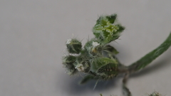 Cryptantha cycloptera