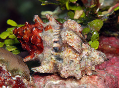 Bursa lamarckii