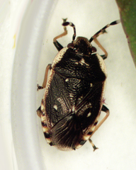 (c) Jenny West, some rights reserved (CC BY-NC), uploaded by Jenny West