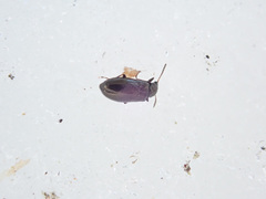 Rabocerus gabrieli