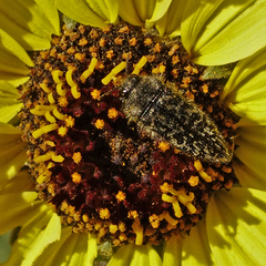 Acmaeodera labyrinthica