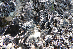 Umbilicaria hyperborea