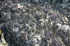 Umbilicaria hyperborea