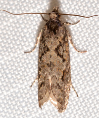Pseudexentera mali