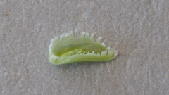 Cryptantha cycloptera