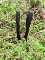 Geoglossum difforme