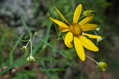 Verbesina longifolia
