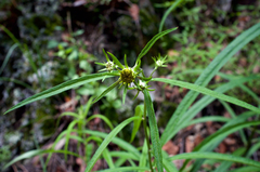 Verbesina longifolia