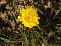 Grindelia scorzonerifolia
